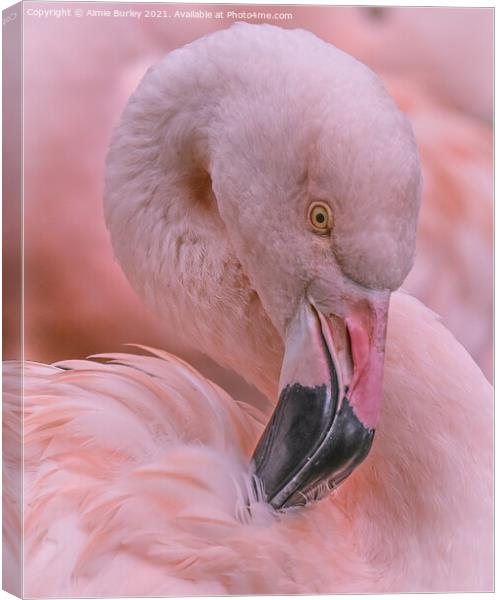 Pretty Flamingo Canvas Print by Aimie Burley