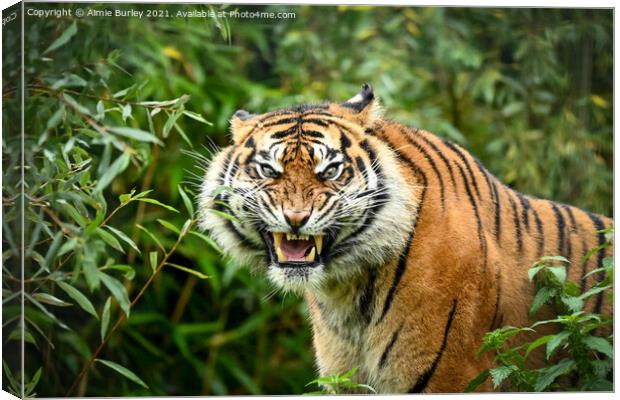 Sumatran tiger  Canvas Print by Aimie Burley