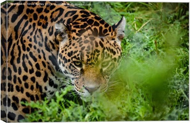 Jaguar stalking Canvas Print by Aimie Burley