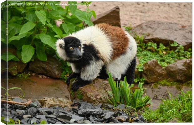 Lemur Canvas Print by Aimie Burley