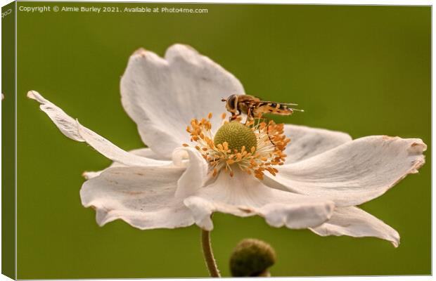 Hoverfly on white flower Canvas Print by Aimie Burley