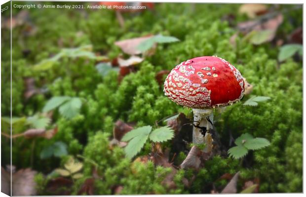 Fly Agaric in Moss Canvas Print by Aimie Burley