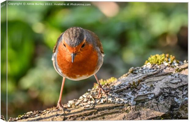 Robin on a branch Canvas Print by Aimie Burley