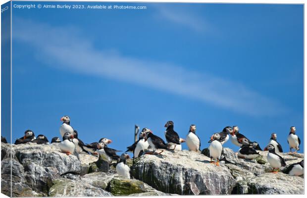 Flock of Puffins on Farne Islands Canvas Print by Aimie Burley