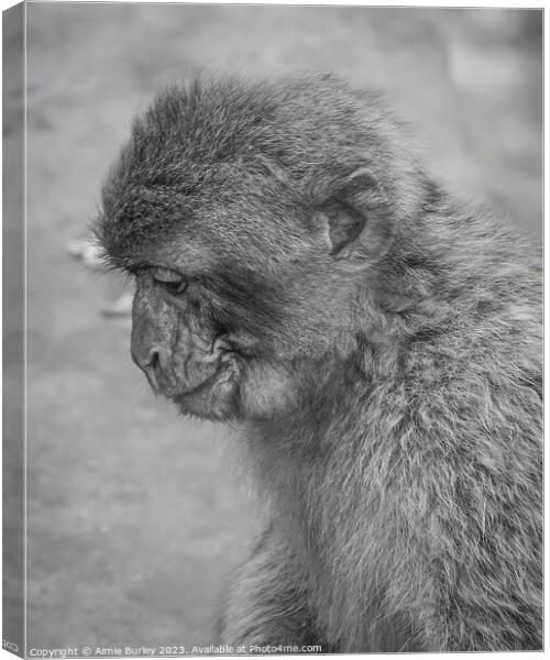 Intriguing Primate Portrait Canvas Print by Aimie Burley