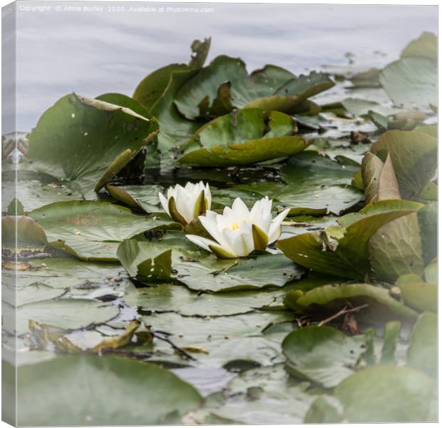 Waterlilies Canvas Print by Aimie Burley