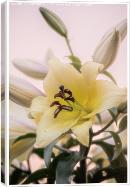 Lilies in Bloom Canvas Print by Aimie Burley
