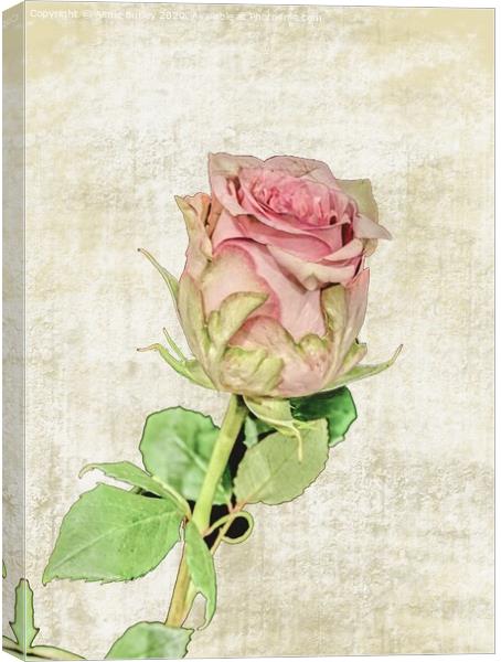 Painted Rose Canvas Print by Aimie Burley