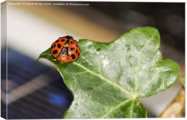 Ladybird on a leaf Canvas Print by Aimie Burley