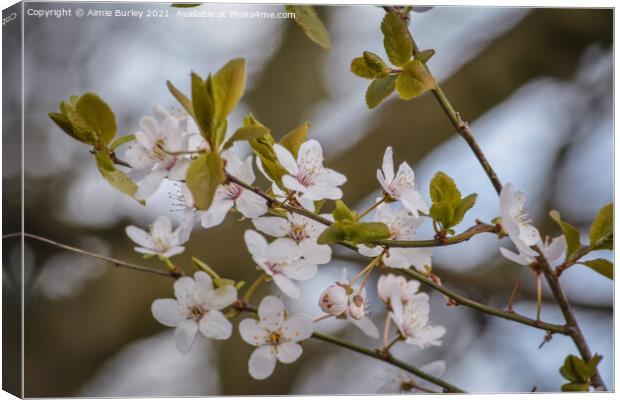 White Cherry blossom Canvas Print by Aimie Burley