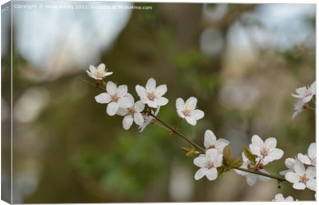 White blossom Canvas Print by Aimie Burley