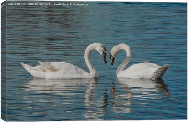 Pair of swans   Canvas Print by Aimie Burley