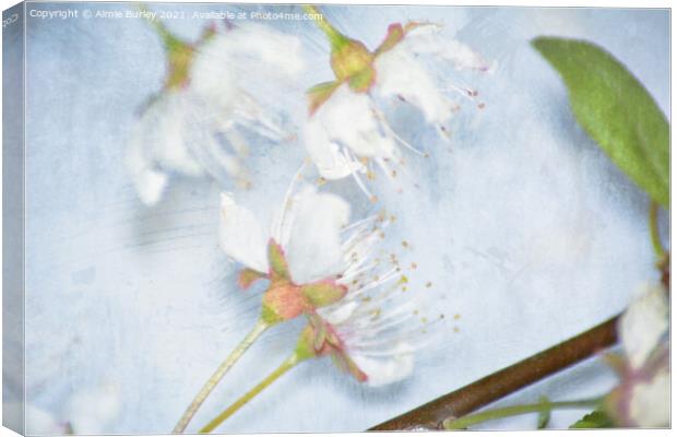 Blossom close up Canvas Print by Aimie Burley