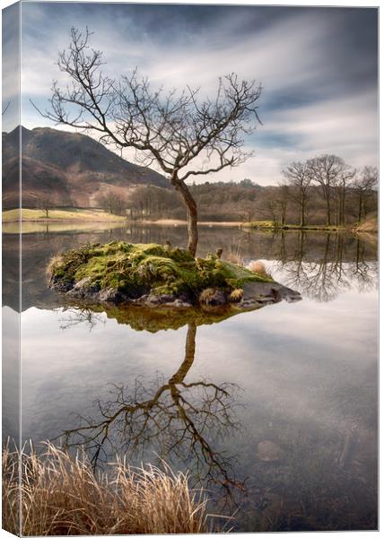 Lone Tree on Rydal Water, Ambleside Canvas Print by Ann Goodall