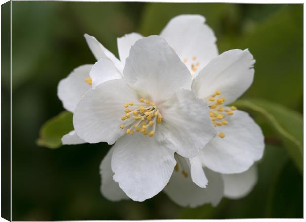 White Philadelphus mock orange Canvas Print by Ann Goodall