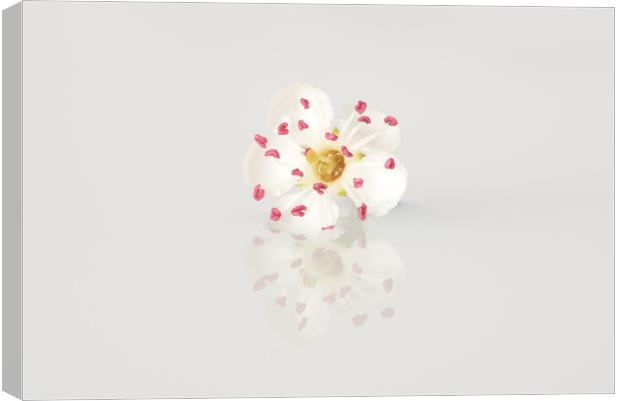 Single May blossom flower Canvas Print by Ann Goodall