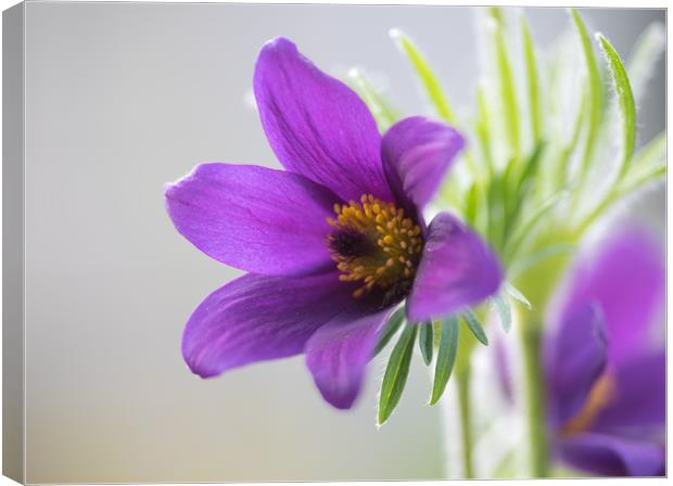 Phlox Violet Pinwheel  Canvas Print by Ann Goodall