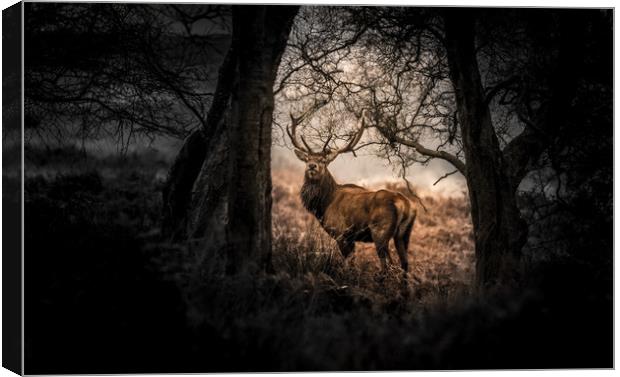 Stag captured at Big Moor in the Peak District Canvas Print by Jamie Simmons