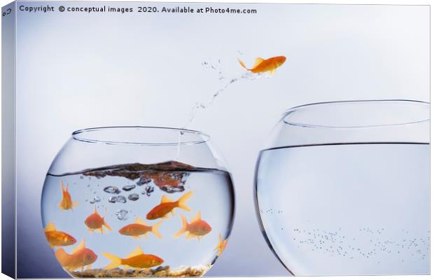 A Goldfish jumping out of a small crowded bowl  Canvas Print by conceptual images