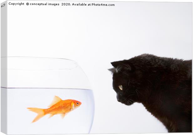 Close-up of a black cat staring at a goldfish Canvas Print by conceptual images