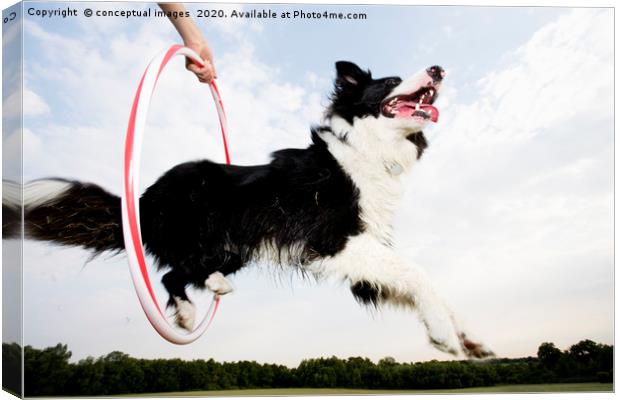 Low angle of a Sheepdog jumping through a hoop Canvas Print by conceptual images