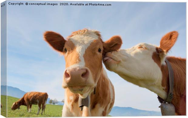 Two cows kissing Canvas Print by conceptual images