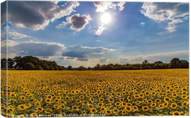 Sunflowers  Canvas Print by Chris Brookes