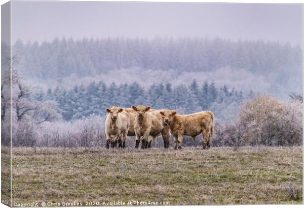 Winter cows Canvas Print by Chris Brookes