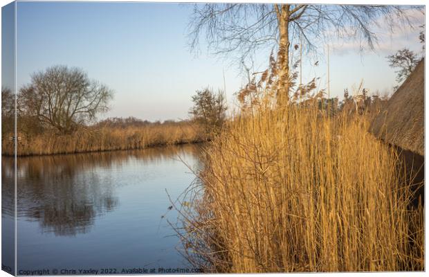 Golden Reeds on the river Canvas Print by Chris Yaxley