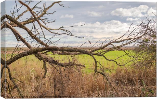 Rural branch Canvas Print by Chris Yaxley