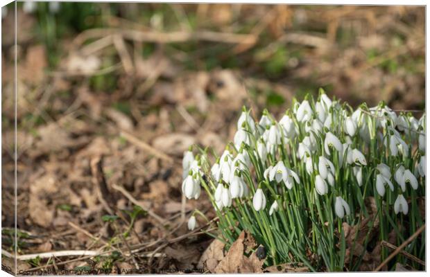 Winter snowdrops Canvas Print by Chris Yaxley