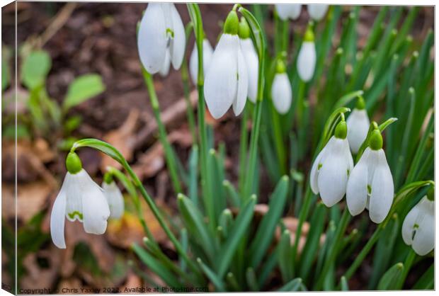Winter snowdrops Canvas Print by Chris Yaxley
