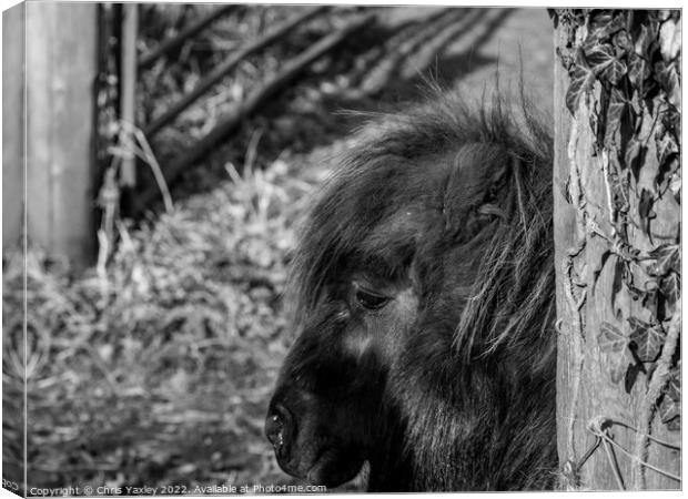 Head shot of a Shetland pony Canvas Print by Chris Yaxley