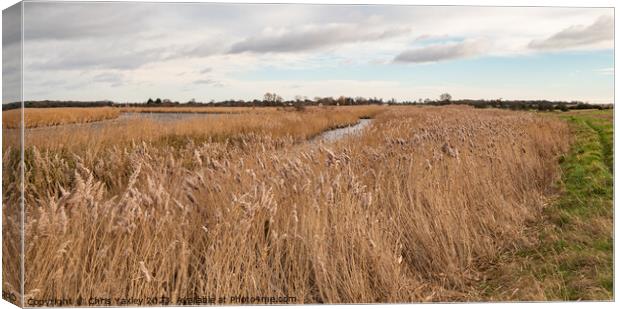 Golden reedbeds  Canvas Print by Chris Yaxley