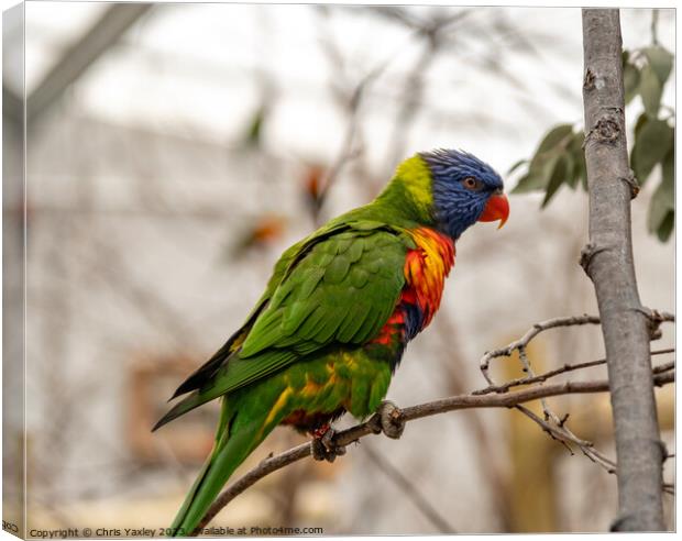 Rainbow lorikeet perched in a tree Canvas Print by Chris Yaxley