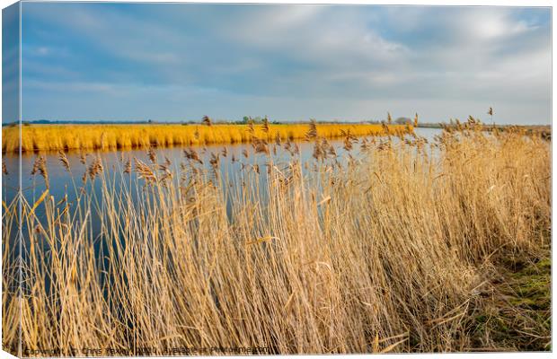 Golden reeds along the River Yare Canvas Print by Chris Yaxley