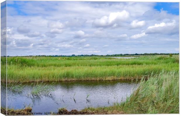 A view across Hickling Nature Reserve Canvas Print by Chris Yaxley
