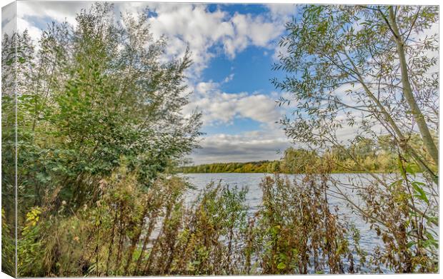 Trees beside Whitlingham Broad, Norfolk  Canvas Print by Chris Yaxley