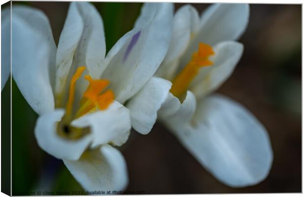 A close up of white crocus flowers growing wild in rural Norfolk Canvas Print by Chris Yaxley
