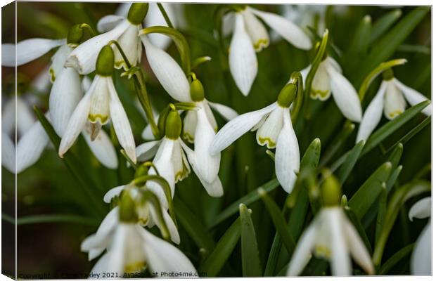 A close up of wild snowdrops growing in the Norfolk countryside Canvas Print by Chris Yaxley