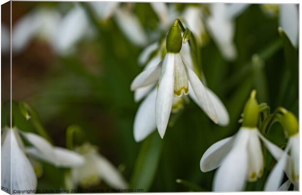 A close up of wild snowdrops growing in the Norfolk countryside Canvas Print by Chris Yaxley