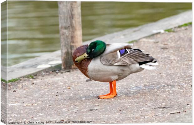 A drake or mallard duck preening on the bank of the River Bure, Horning Canvas Print by Chris Yaxley