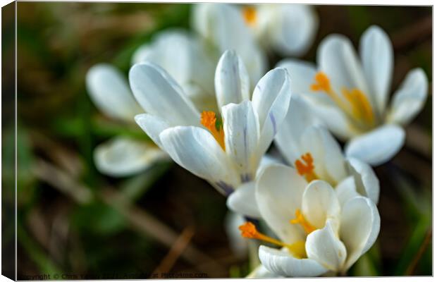 Wild white crocus Canvas Print by Chris Yaxley