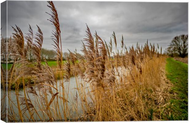 Riverside reeds, Norfolk Broads National Park Canvas Print by Chris Yaxley