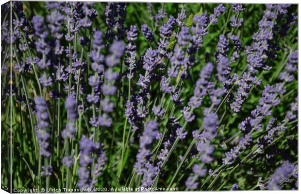 Close-up in a lavender field. Canvas Print by Ulrich Trappschuh