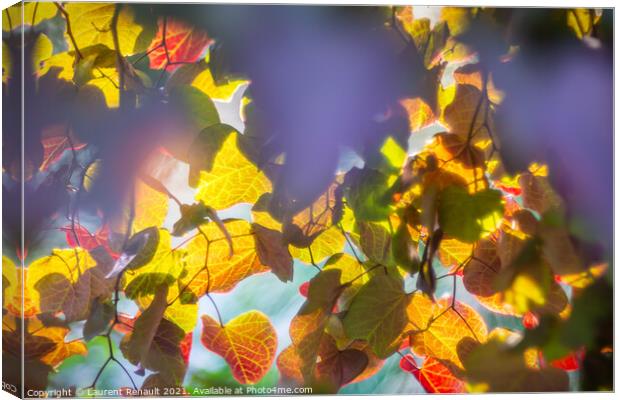 Colourful autumnal leaves glowing from tree in sunligh Canvas Print by Laurent Renault