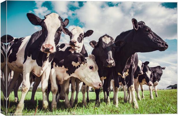 Group of Holstein cows Canvas Print by Laurent Renault