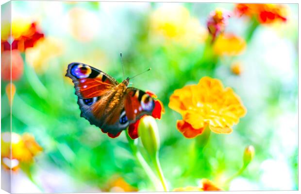 European peacock butterfly over bright flowers Canvas Print by Laurent Renault