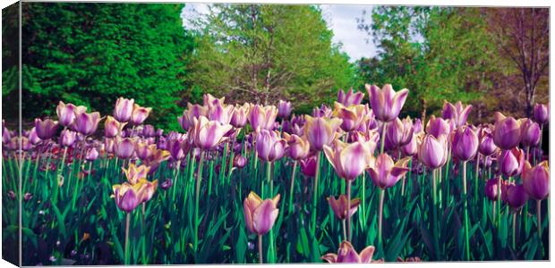 Purple tulip field from the ground Canvas Print by Laurent Renault