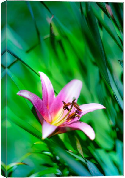 Pink Lily flower blooming over green Canvas Print by Laurent Renault